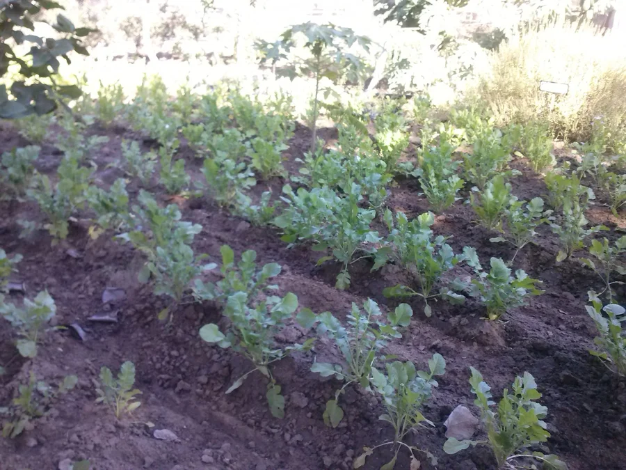 Swami Niranjanpuriji's mogri project